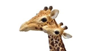 girafe_3